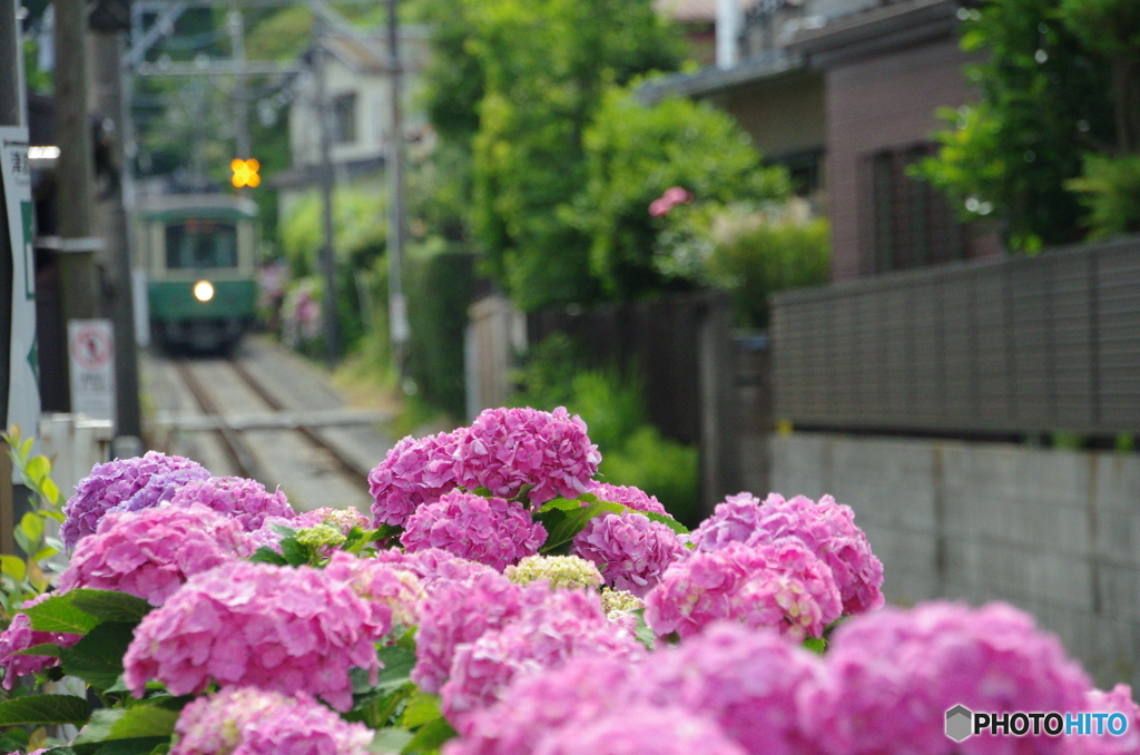 あじさい　列車