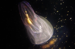 宇宙花のつぼみ