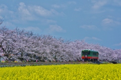 菜の花桜列車　真岡鉄道