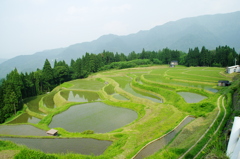棚田