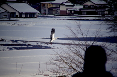 こうのとり