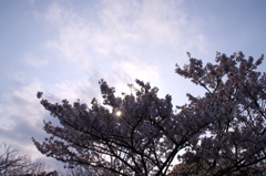 桜