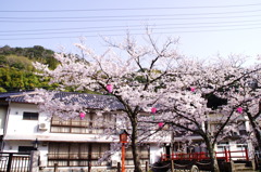 桜花2