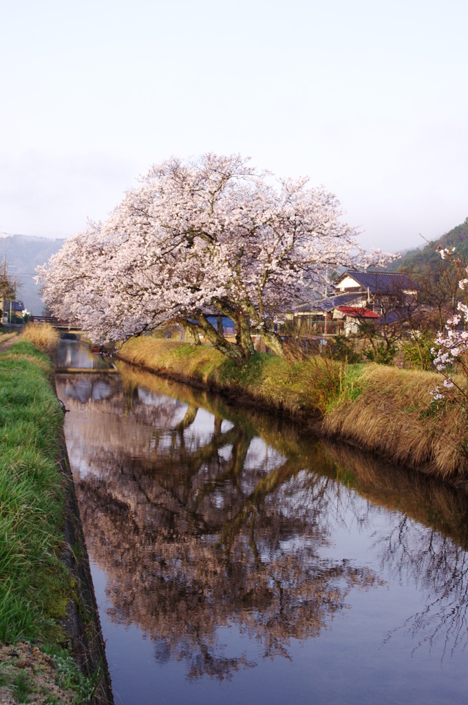 桜花1