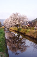 桜花1