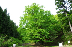 糸井の大かつら
