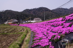 芝桜どて