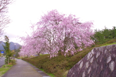 サクラ