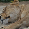 ライオン