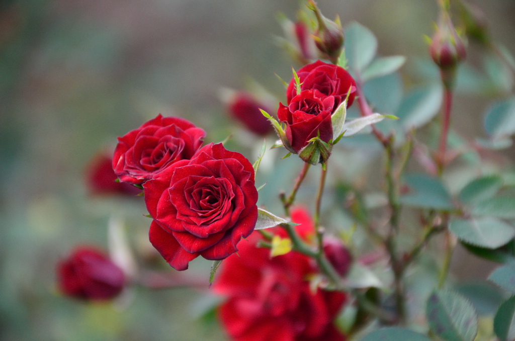 薔薇