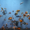 金魚