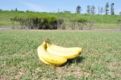 草原バナナ