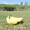 草原バナナ