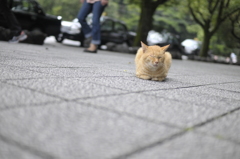 ねむいよねむいよ