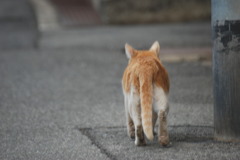 散歩