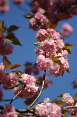 八重桜