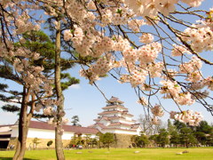 鶴ヶ城の桜