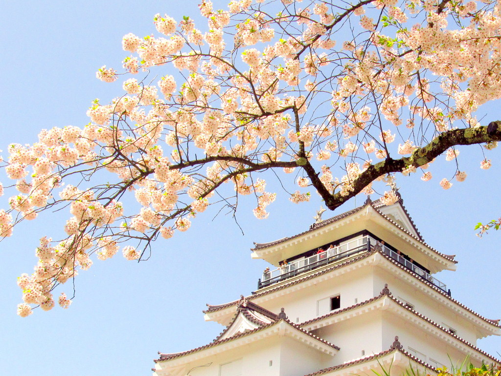 天守と桜