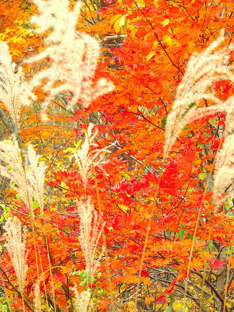 紅葉ゴールドライン３