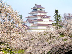 鶴ヶ城桜満開　よみがえる鶴ヶ城赤瓦