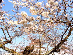 鶴ヶ城の桜開花