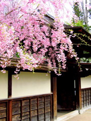 鶴ヶ城麟閣の枝垂れ桜