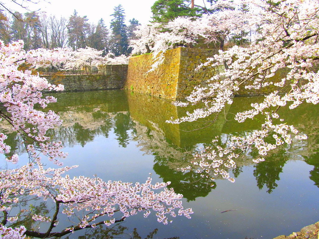 鶴ヶ城北出丸の桜