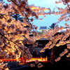 鶴ヶ城廊下橋の桜