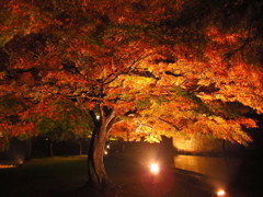 鶴ヶ城公園ライトアップ