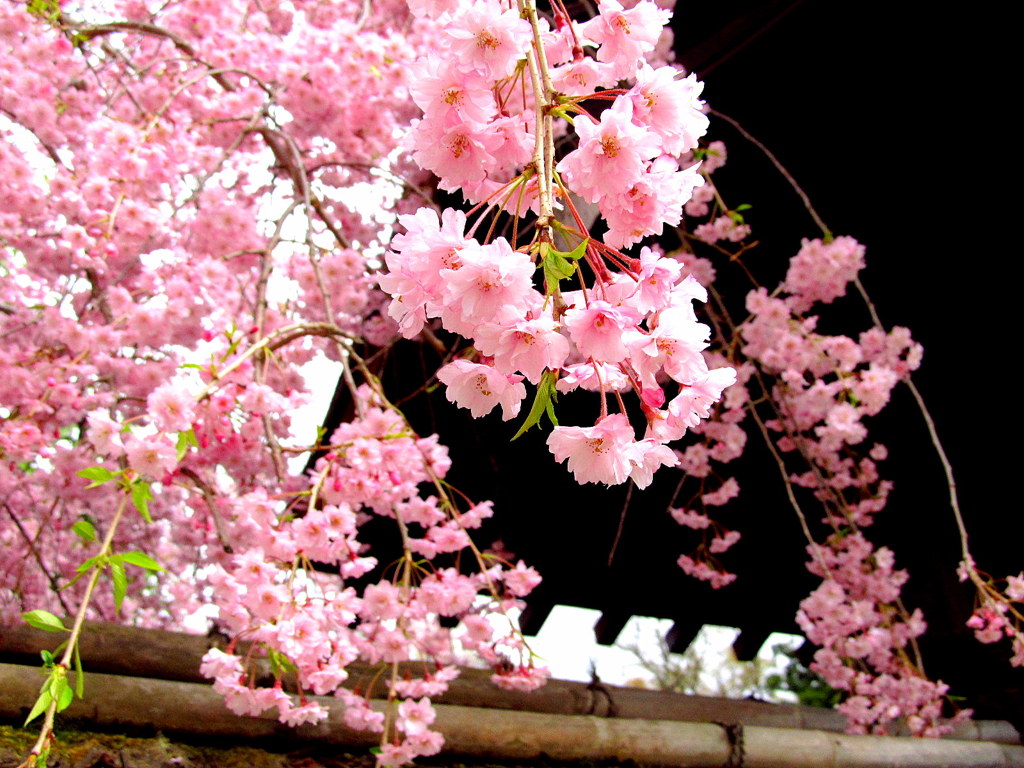 鶴ヶ城麟閣の枝垂れ桜