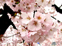 鶴ヶ城三の丸の桜