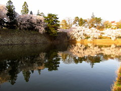 鶴ヶ城　西出丸の桜