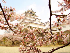 鶴ヶ城の桜
