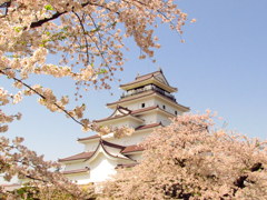 鶴ヶ城の桜