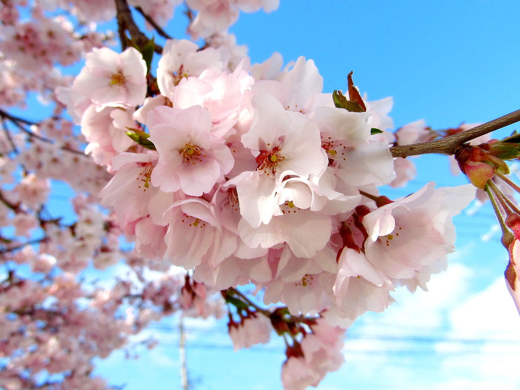 鶴ヶ城の桜開花　小彼岸櫻