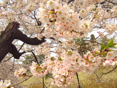 鶴ヶ城廊下橋の桜