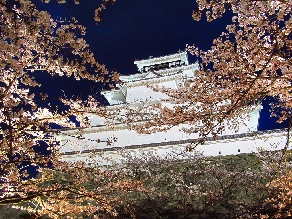 鶴ヶ城の桜　夜景