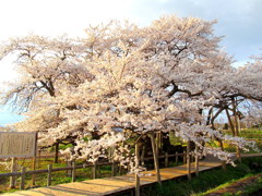 石部桜　会津五桜