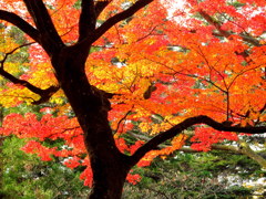 鶴ヶ城紅葉