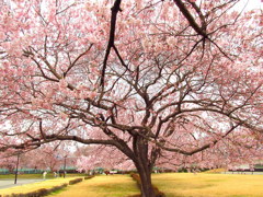 鶴ヶ城三の丸の桜　小彼岸櫻満開