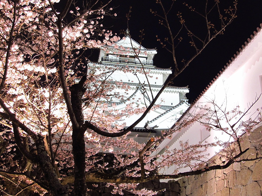 鶴ヶ城の桜　夜景