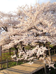 石部桜　会津五桜