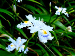 シャガの花　