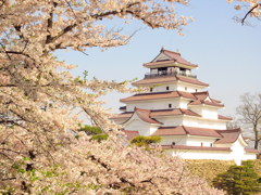 鶴ヶ城の桜