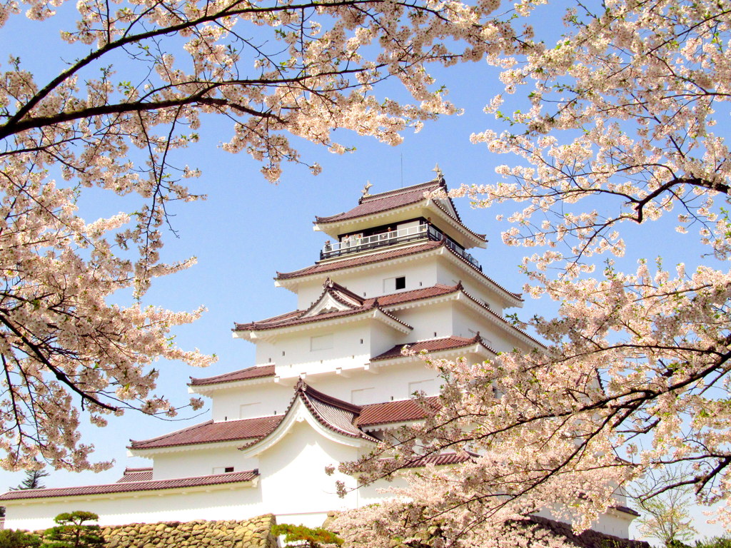 鶴ヶ城の桜