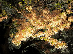 鶴ヶ城の夜桜