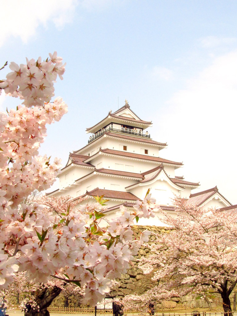 鶴ヶ城の桜