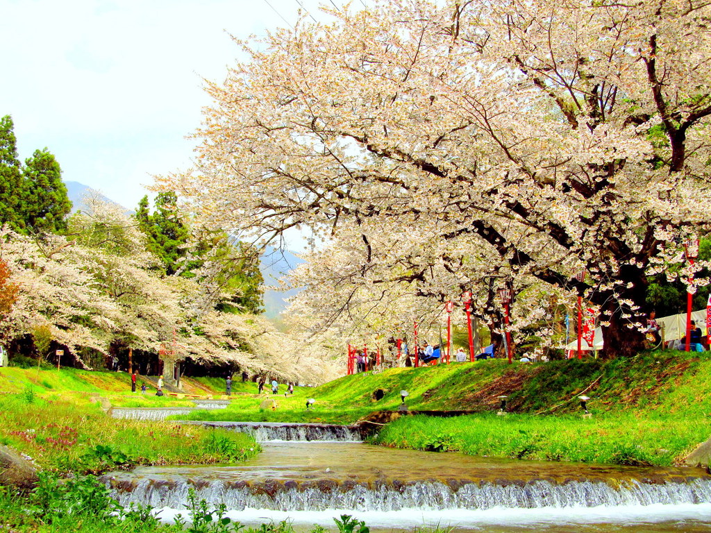 観音寺川の桜