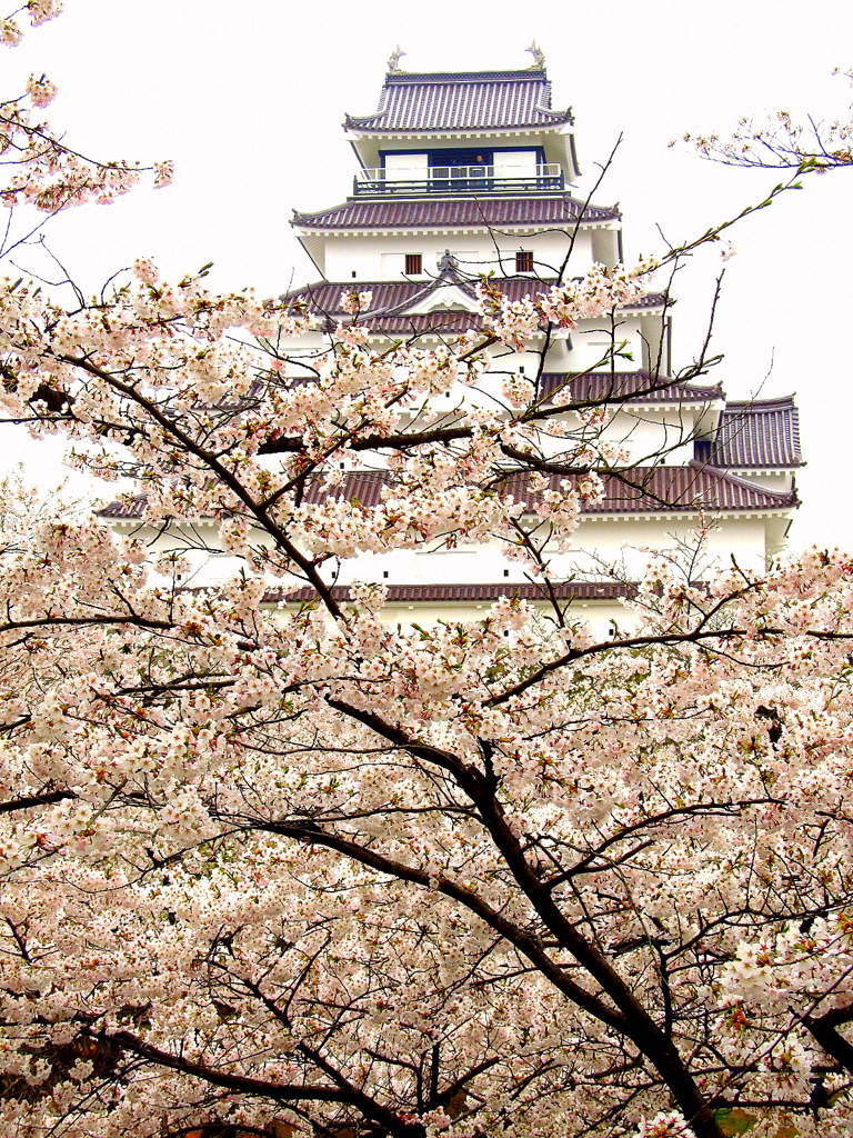 鶴ヶ城桜満開　よみがえる鶴ヶ城