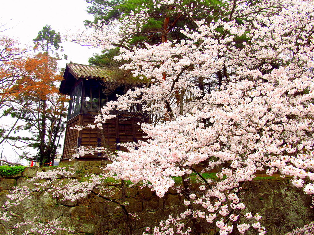 鶴ヶ城鐘撞堂の桜